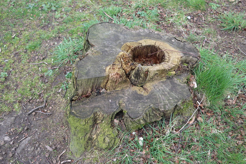 Westburn Road,Aberdeen_apr 24_7909 Alan Longmuir. Flickr