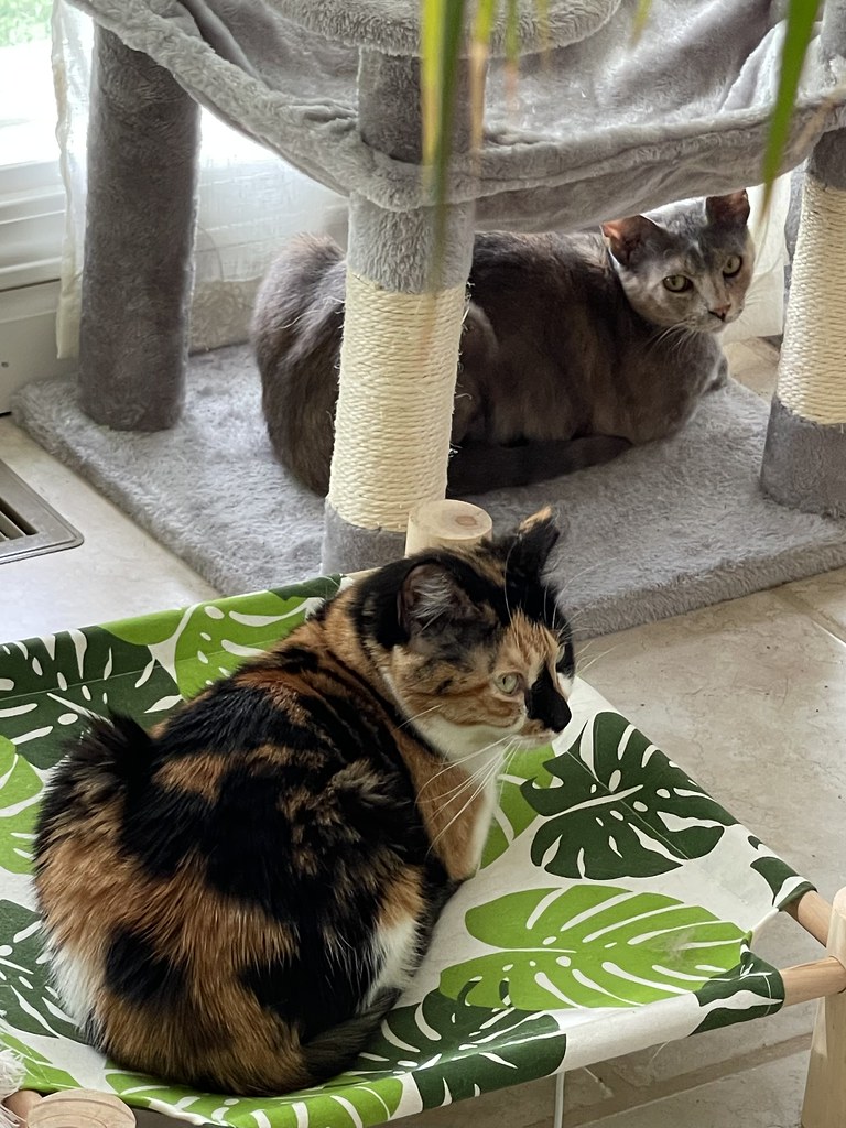 Is it KittyCorner or CattyCorner? I’ve heard both all my… Flickr