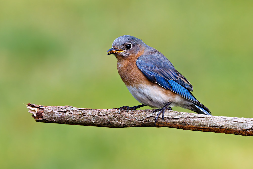 Eastern Bluebird Arkansas Steve Creek Flickr