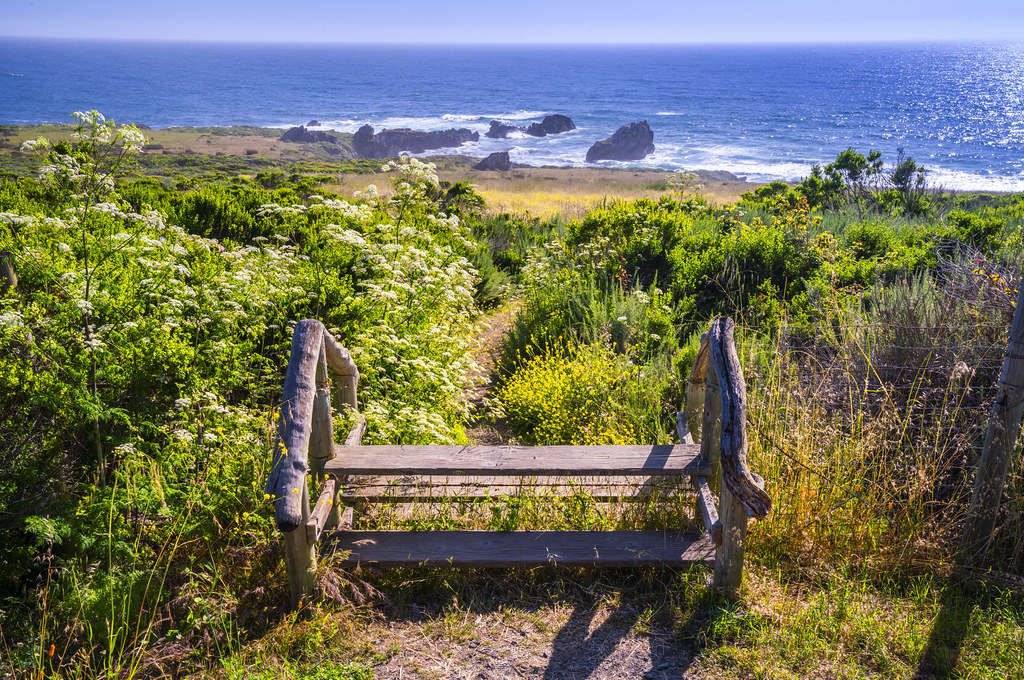 Big Sur Wildflowers California Coast Pacific Coast Highway ! Elliot