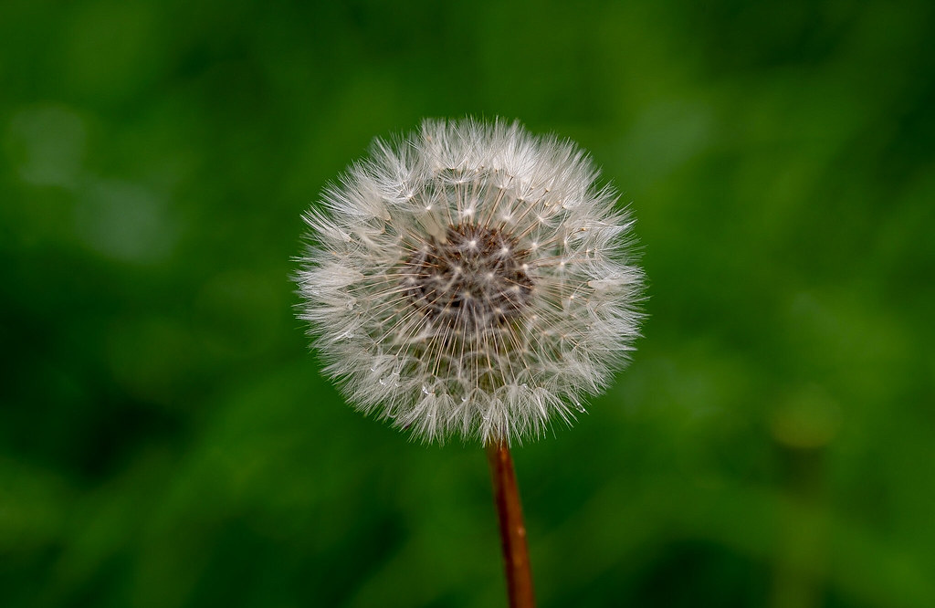 Devon Wildflower Little Silver, Exeter, Devon Nigel J Mundy Flickr