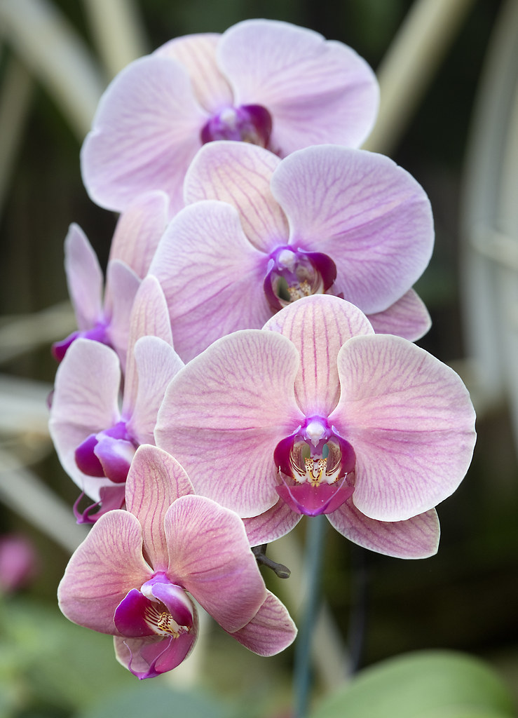 Orchids Lewis Ginter Botanical Garden Richmond Virginia a photo