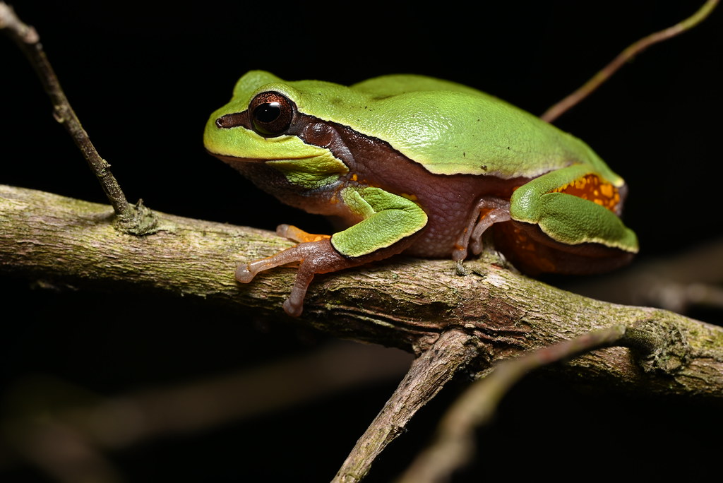 Pine Barrens Treefrog Scotland County, NC Kevin Smith Flickr