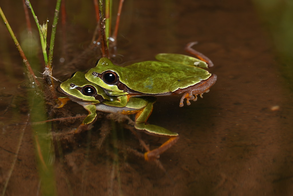 Pine Barrens Treefrog (Hyla andersonii) Scotland County, N… Kevin