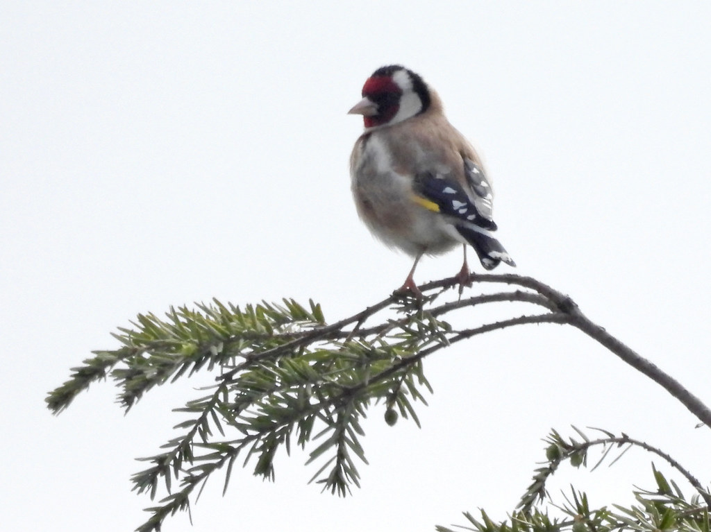 Stieglitz (Carduelis carduelis) Stieglitz (Carduelis cardu… Flickr