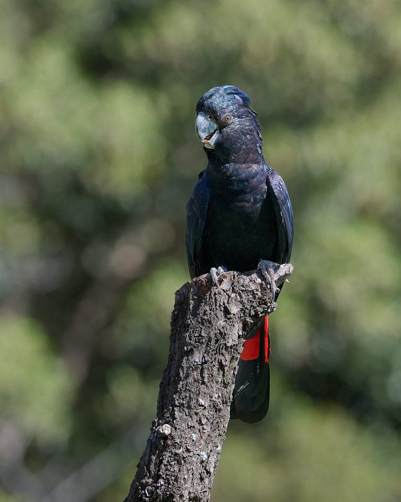 RedTailed Black Cockatoo NSW Taronga Zoo 20231110 Flickr