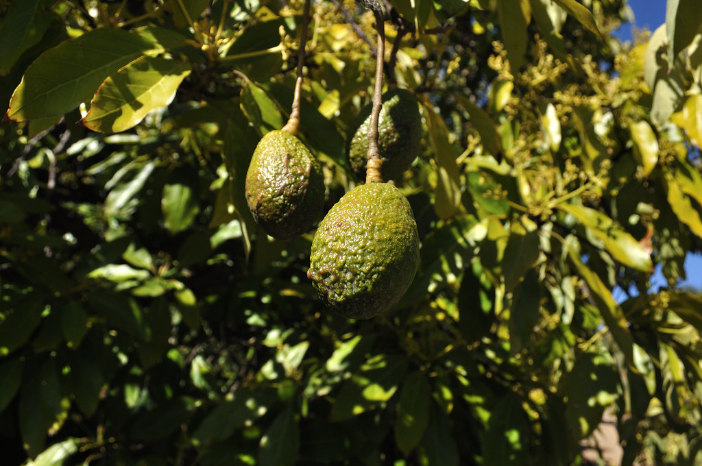 115 Gridley Trail Views (23) Avocado Orchard (4) Flickr