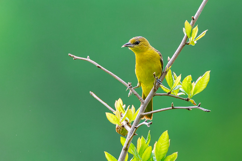 Orchard Oriole Female Shaw's Bridge Park, PA TDP43 Flickr