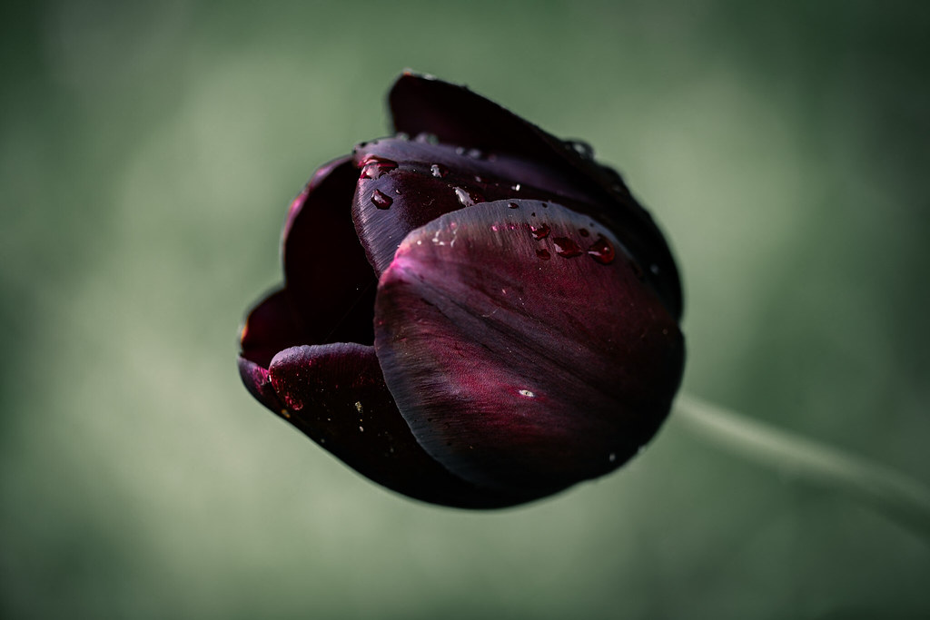 Freshened Up Flower 💜 Little Silver, Exeter Flickr