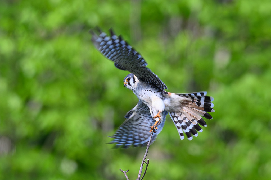 Historical Society Of The Town Of Middletown Delaware County