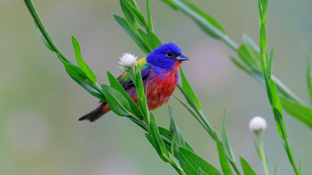 Painted Buntings & more Austin Texas Edition FM Forums