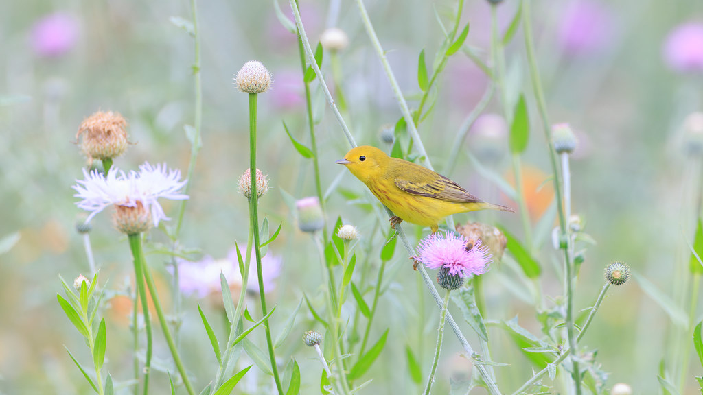 Painted Buntings & more Austin Texas Edition FM Forums
