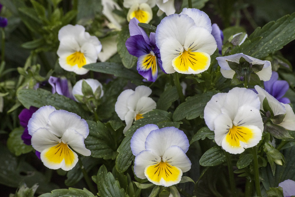 Violas Not much to do today so I took a few hundred flower… Flickr