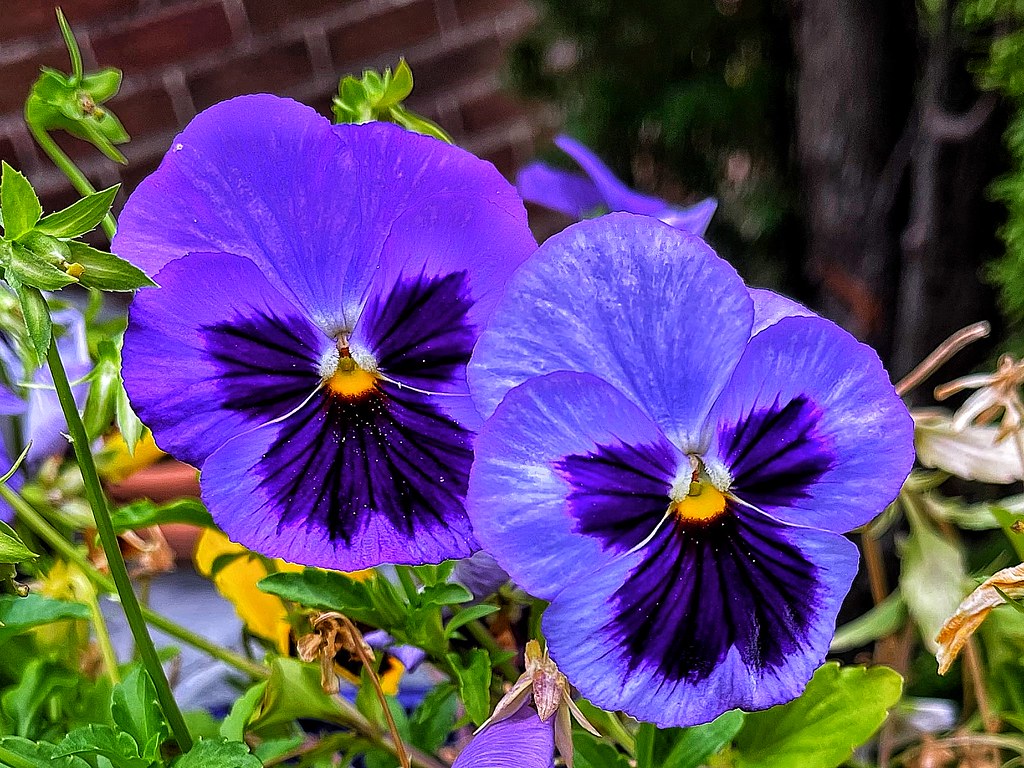 Sonnenberg Gardens & Mansion Historic Park Pansies Canandaigua New