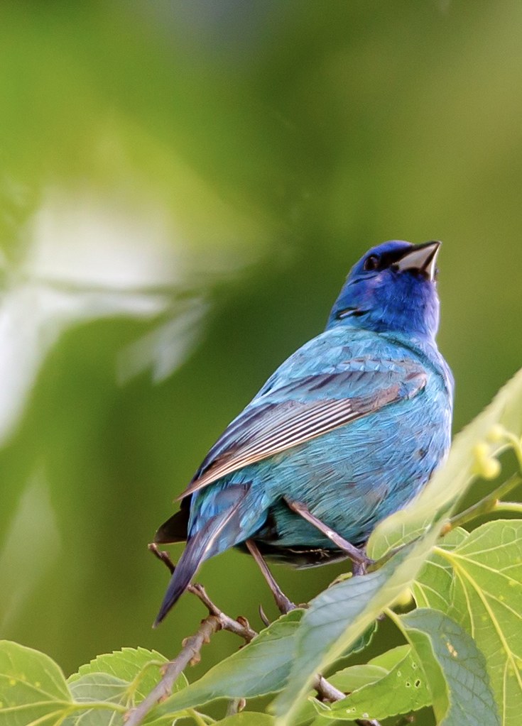 Indigo bunting On the James river, Southwest Missouri Clell Redfearn Flickr