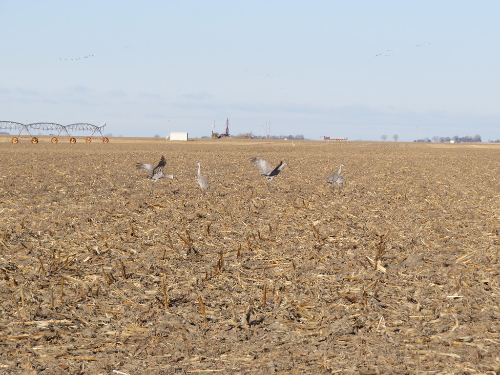 7051B228. Sandhill Cranes Hall County (Doniphan, NE) (… Flickr
