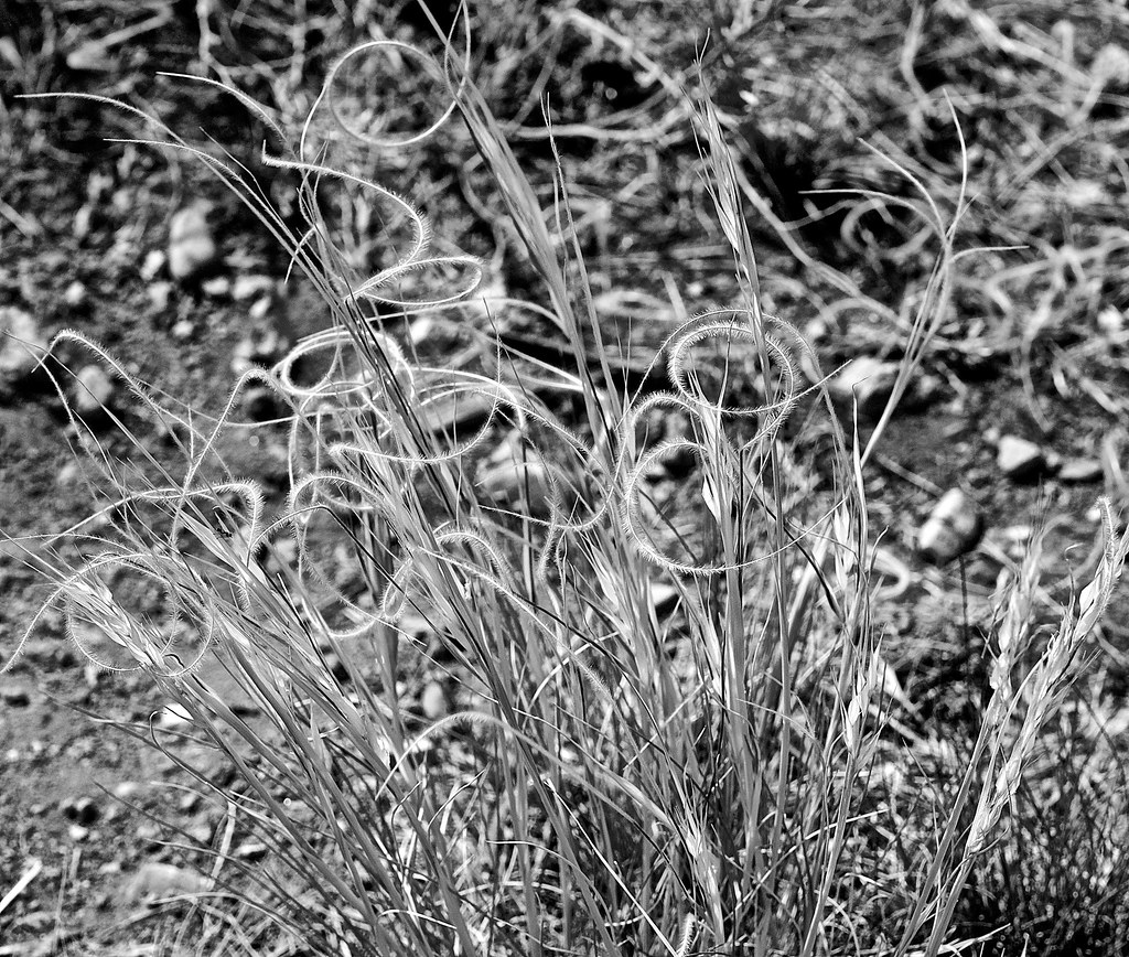 New Mexico Feathergrass New Mexico Feathergrass (Hesperost… Flickr