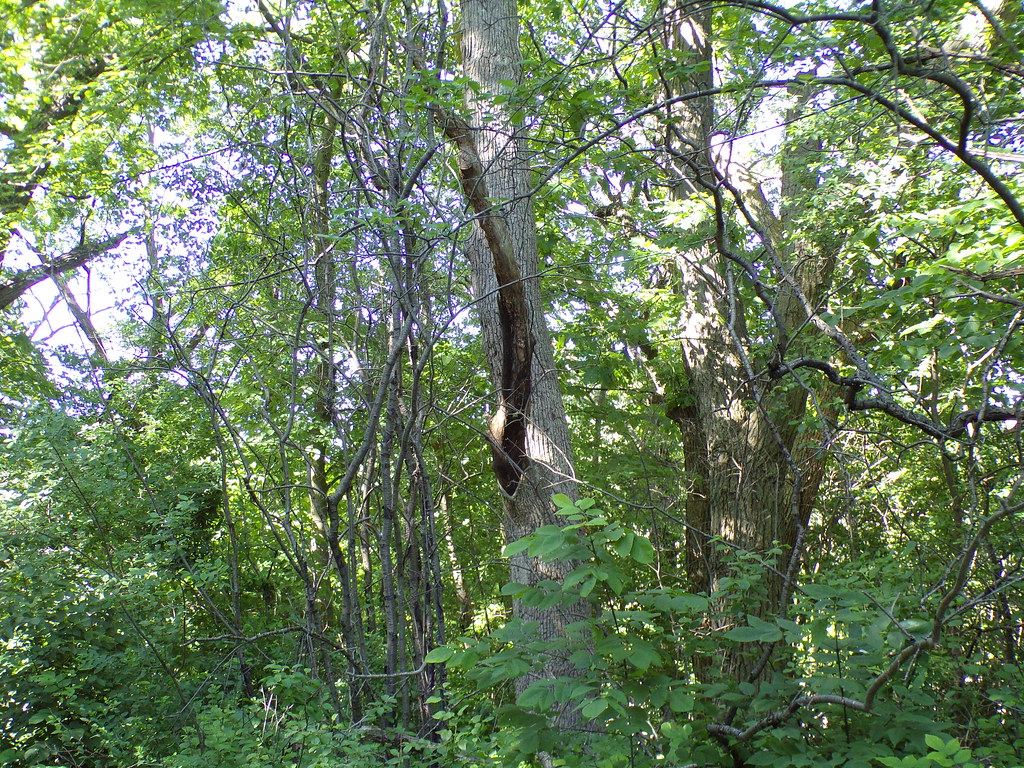 100_0067 KODAK Digital Still Camera ashton nelson Flickr