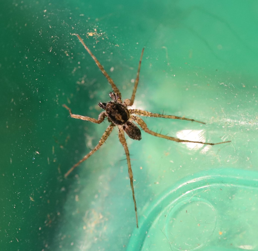 Rayne Historical District Association, Rayne LA