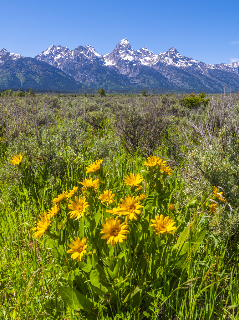 Antelope Flats Spring Yellow Wildflowers Grand Teton National Park