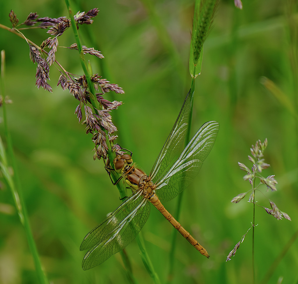Common Darter Today Amber and I started our walk at Jeving… Flickr