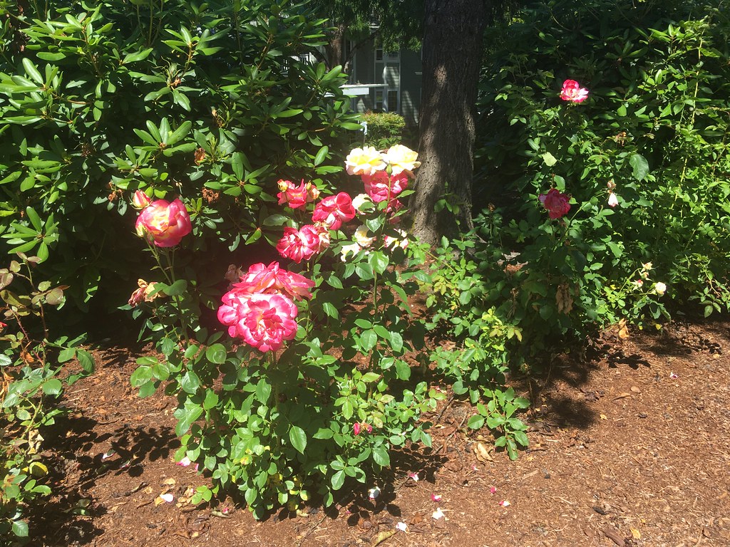 Roses wilting in the heat J Flickr