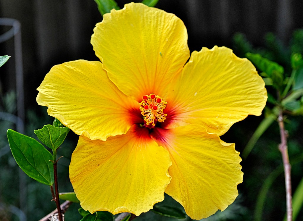 N02_P1057811r Saucersized Hibiscus Blossoms "Summer Win… pdare