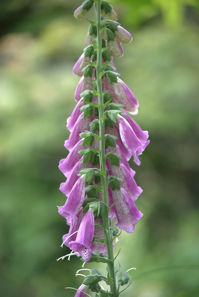 Just flowers 10. anthony allan Flickr