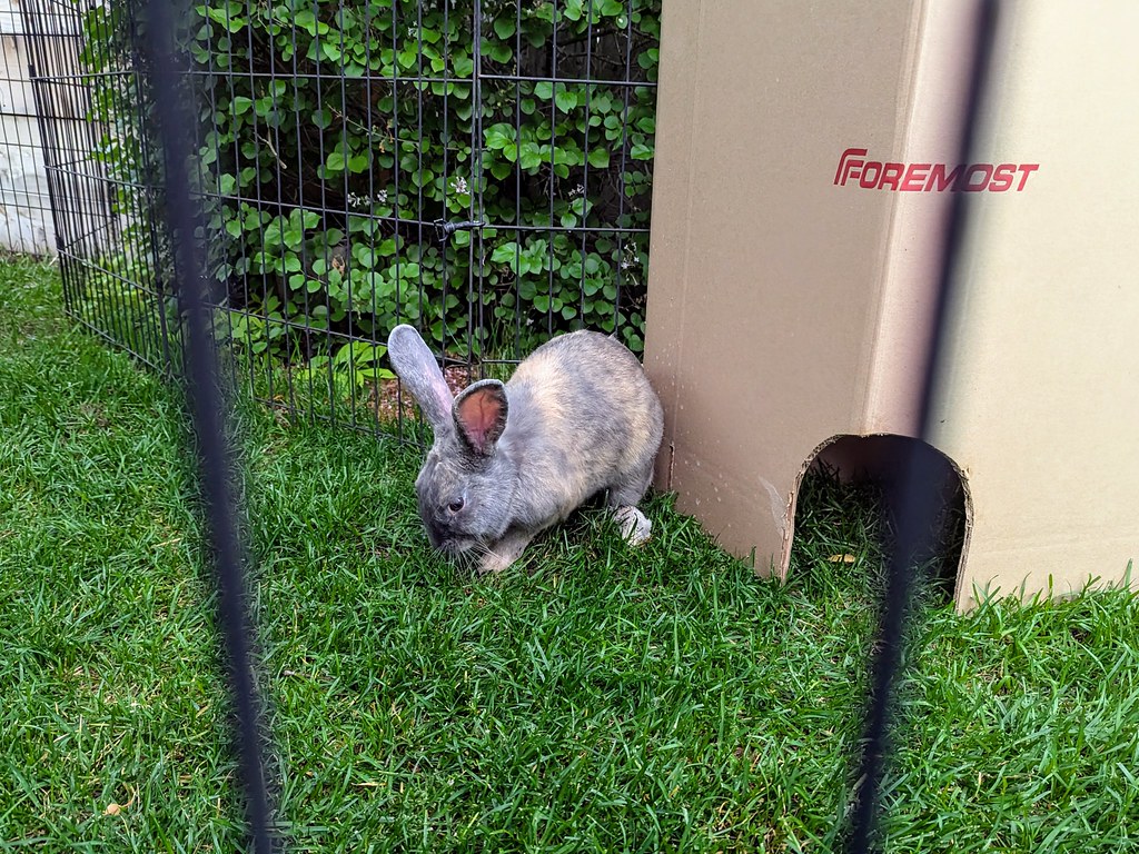 Making Mischief Max Rabbit claims he is not digging up my … Flickr