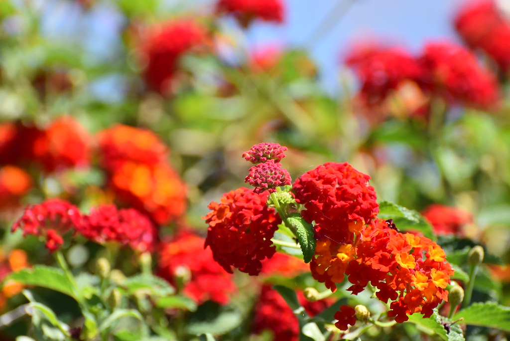 Burst of Color Lantana The Park at River Walk Bakersfield,… Flickr