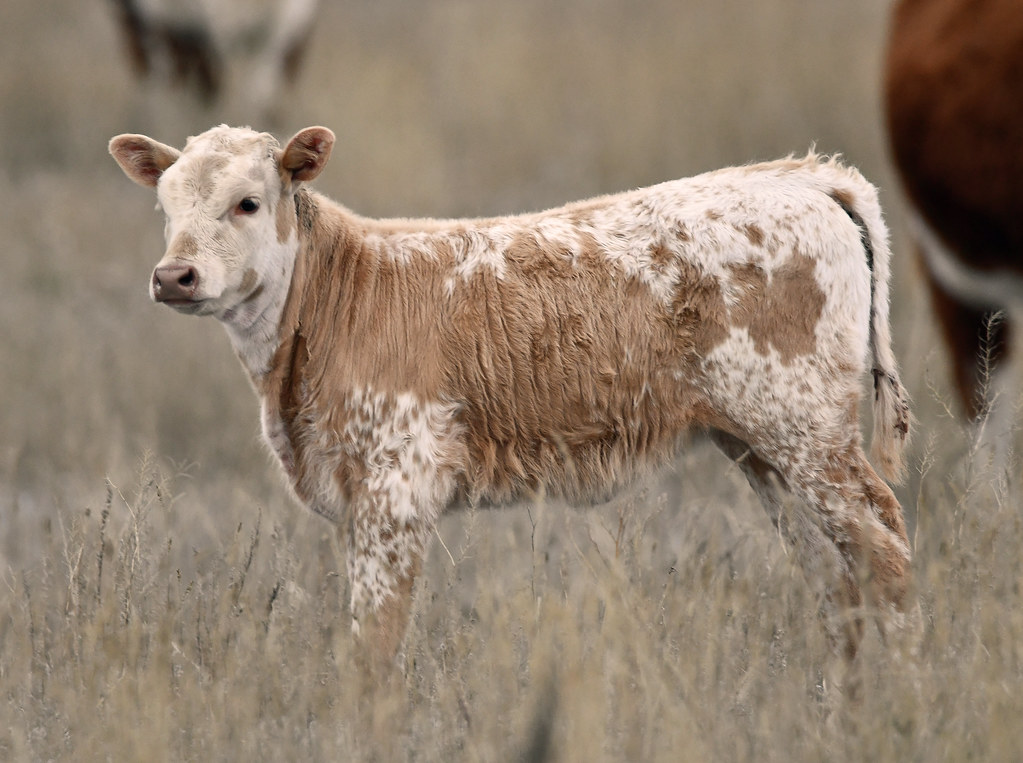 Calf235428 Charolais/Hereford/Longhorn Cross Calf Jon Bowie Flickr