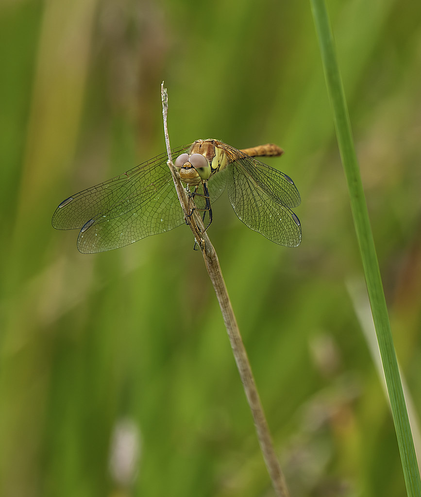 Common Darter An unusual day for me and Amber to walk but … Flickr