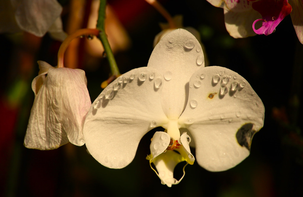 Orchid Droopy Drops Petal Damage Orchid Surprise Orchi… Flickr