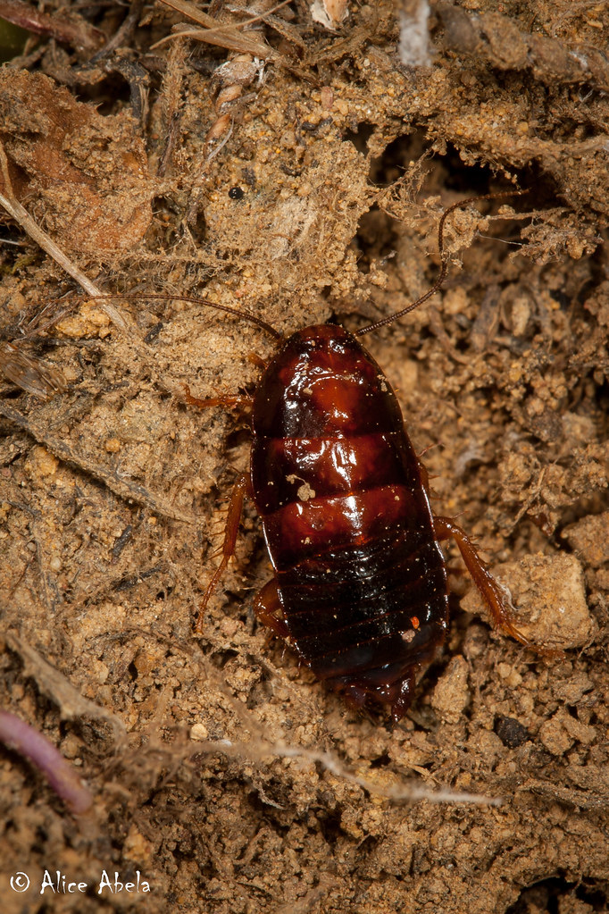 Wood Cockroach (Parcoblatta americana) Nymph Likely wood… Flickr
