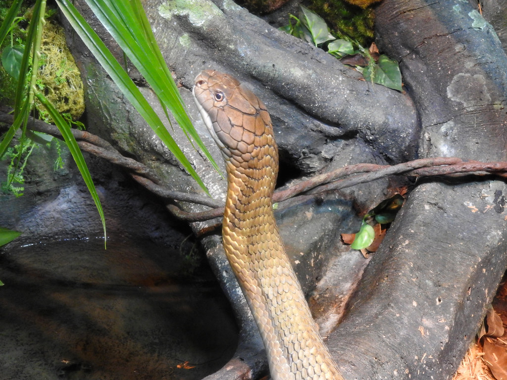 King cobra Bronx Zoo Andrew King Flickr