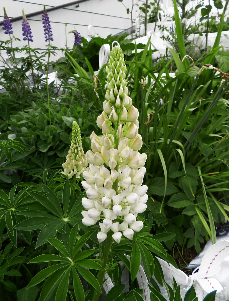 flor color violeta y blanca Lupino lupinus polyphyllus Tal… Flickr