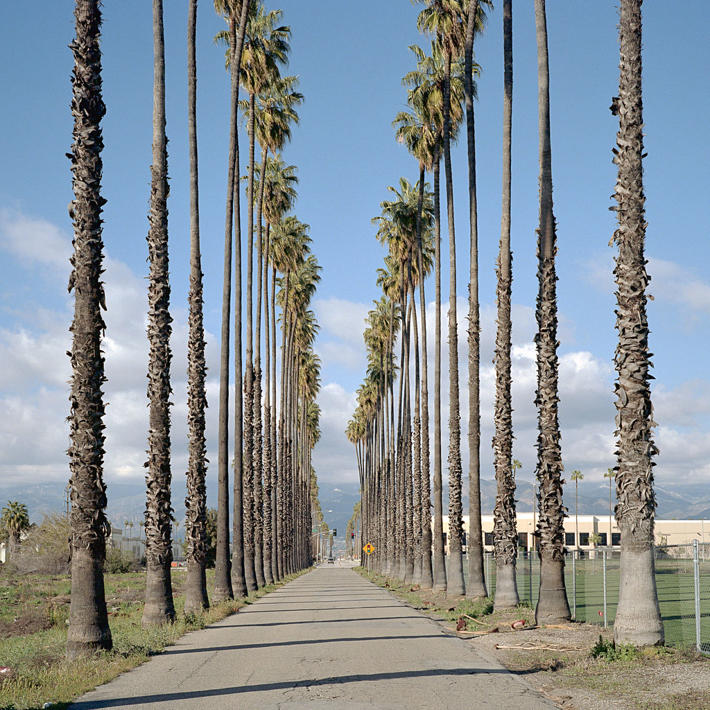 palm trees. north redlands, ca. 2011. mamiya 6MF 50mm f/4L… Flickr