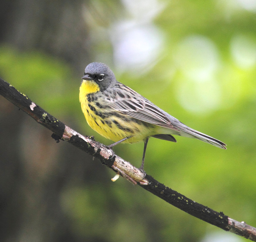 warbler festival ohio 2023 Kirtlands Warbler_6363 The very rare Kirtland's Warbler. I… Flickr