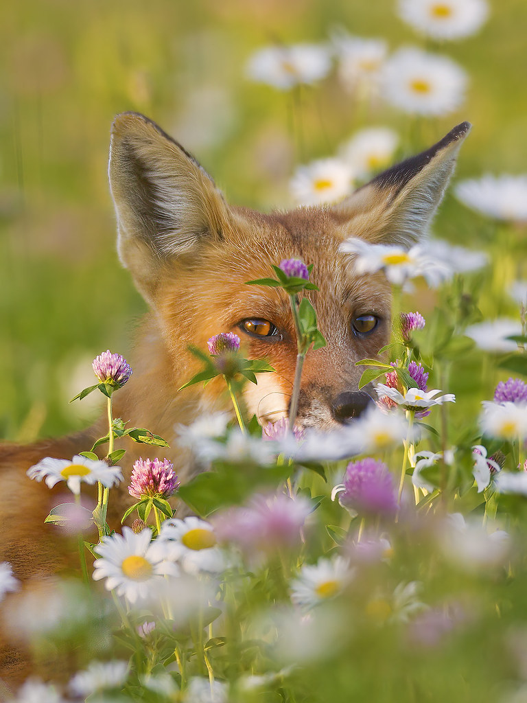 Fox in the Flowers I was setup in the long grass at the e… Flickr