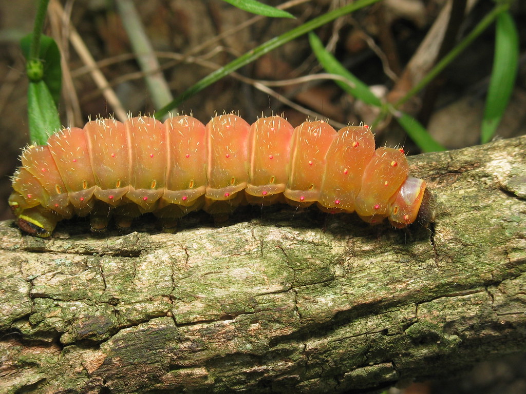 Luna moth caterpillar (Actias luna) The luna moth caterpil… Flickr