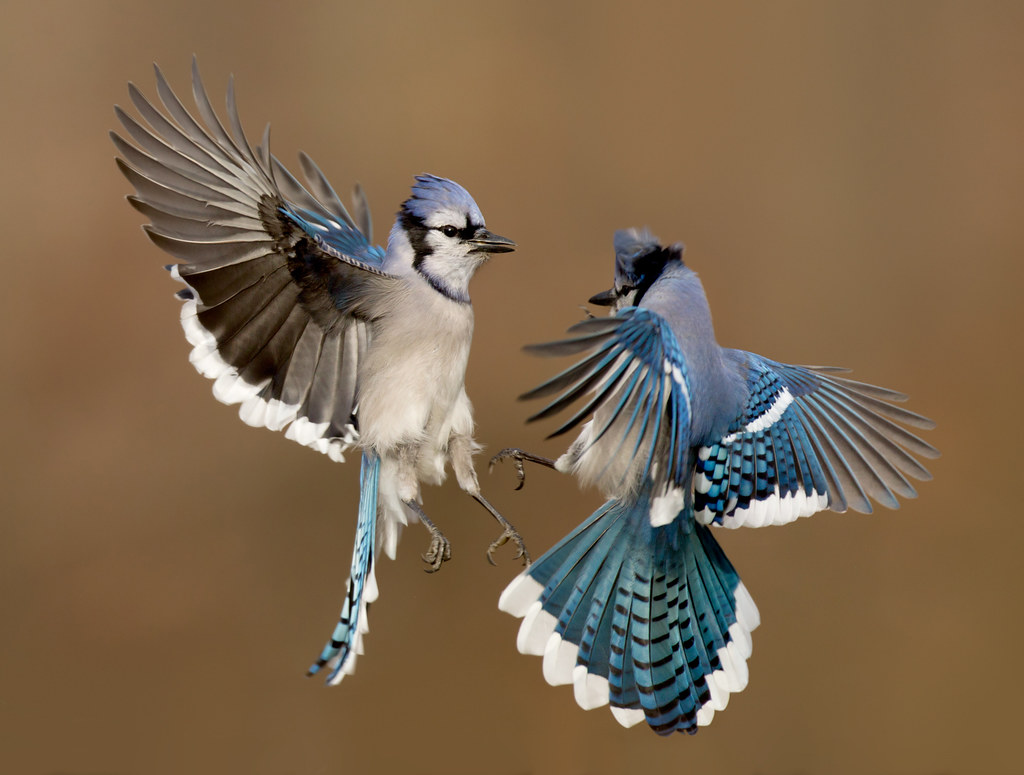 Blue Jay Fight Summit County, Ohio Canon 1D4 Canon 600… Flickr