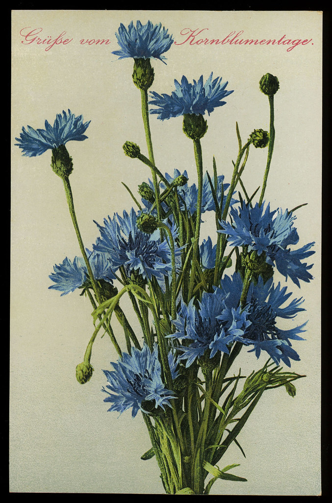 Grüsse vom Kornblumentage German Flower Day Postcard a photo on