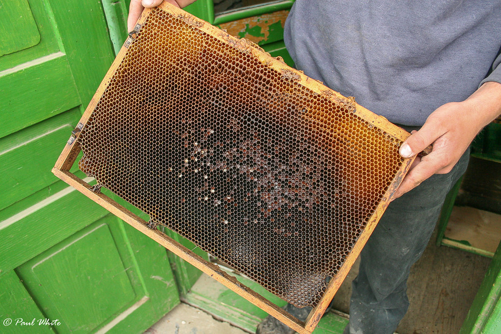 Brood chamber frame The brood chamber is the lowest compar… Flickr
