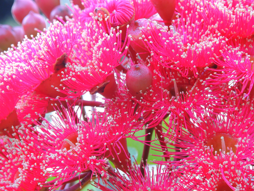 Australian Gum Tree Flowers in full bloom in Melbourne's W… Flickr