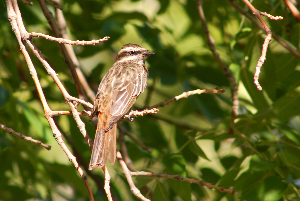 Variegated Flycatcher Windust Park, south of Kahlotus, WA.… Flickr