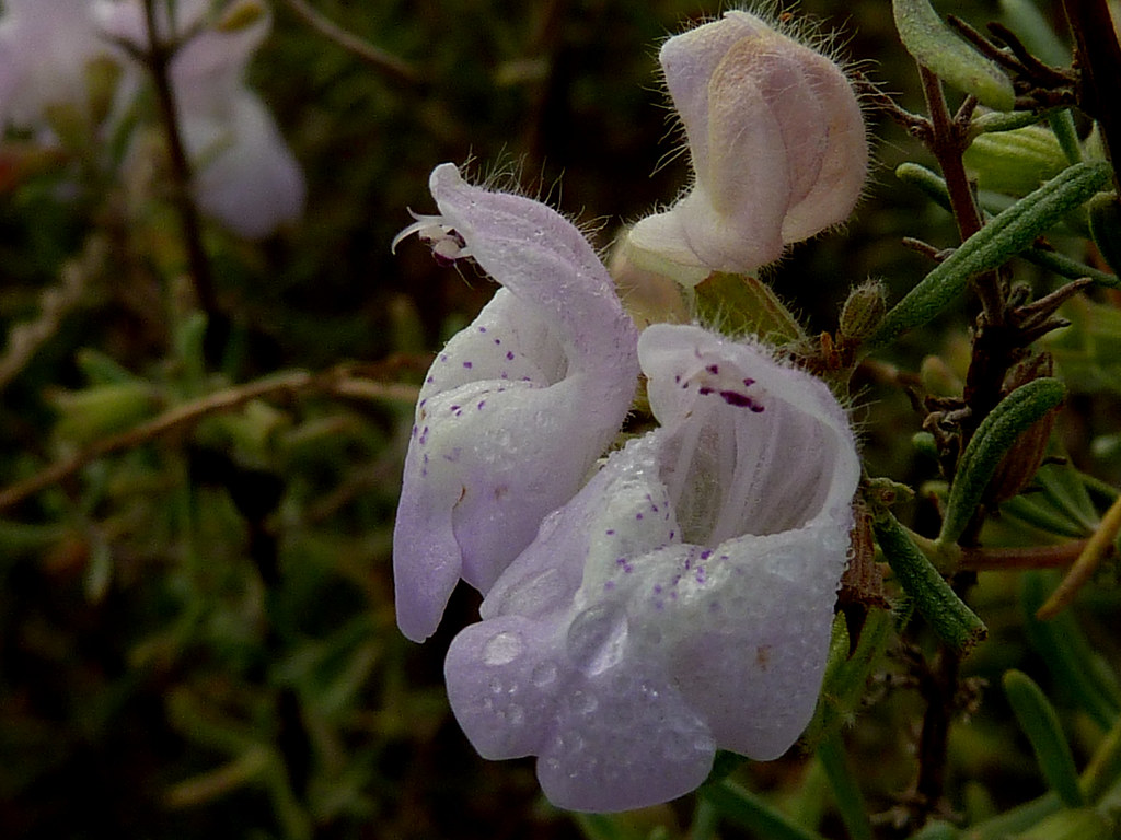Scrub mint Conradina grandiflora or canaescens can you … Flickr