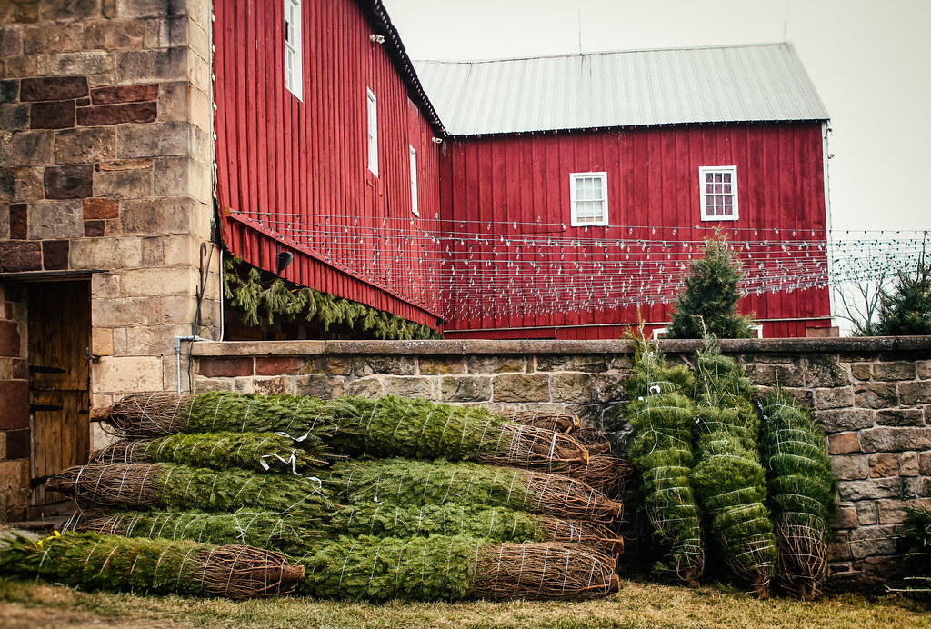 waiting to be loved Christmas trees at Elizabeth Farms. Jennifer