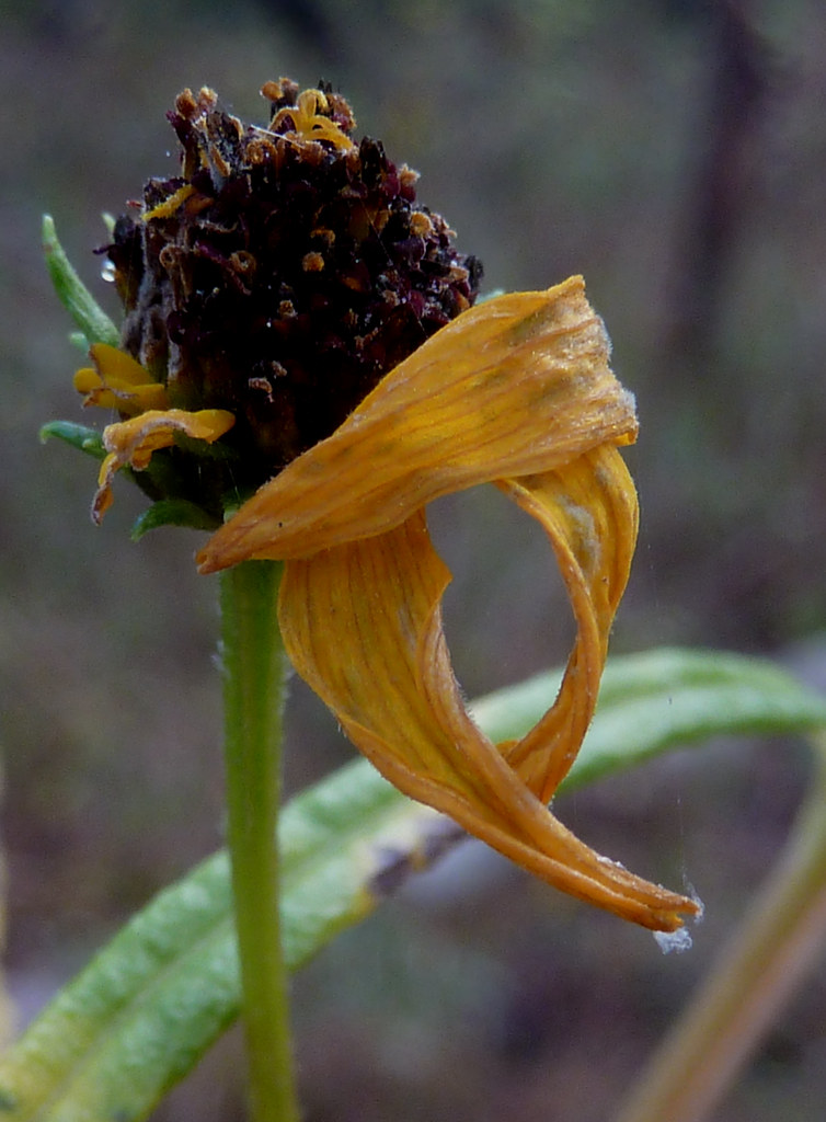 Frost on the sunflower Helianthus angustifolius The stiff … Flickr