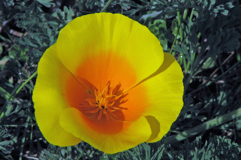 California Poppy California State Flower McLaren Park … Flickr