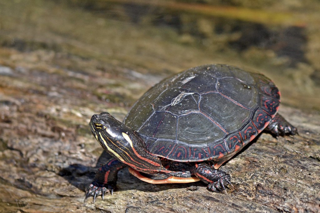 Painted Turtle Michigan's state reptile Pam Flickr